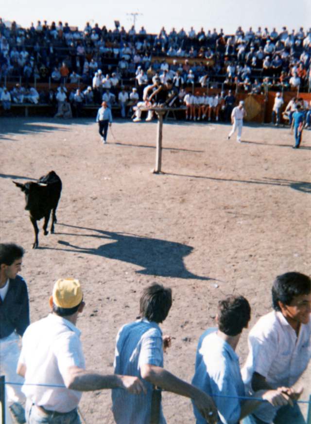 Vacas en la plaza de toros Mayorga 1990