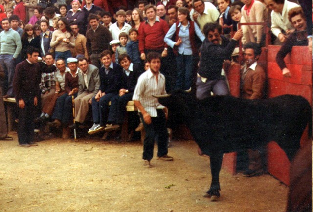 Mario Fernandez citando a la vaca en la plaza de toros de Mayorga